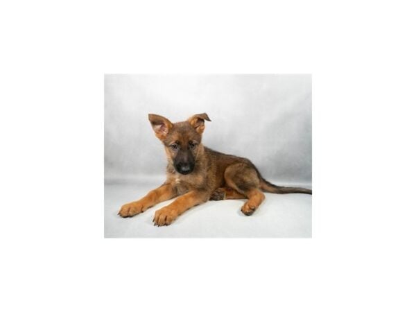 [#29250] Sable Male German Shepherd Dog Puppies For Sale