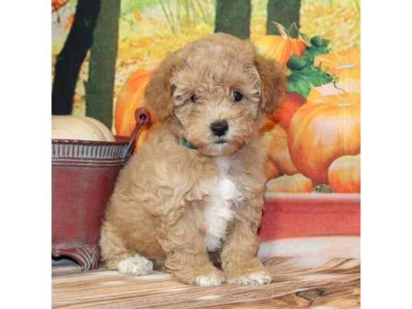 [#29230] Red Female Bichon Frise/Poodle Puppies For Sale