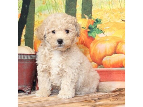 [#29231] Apricot Male Bichon Frise/Poodle Puppies For Sale
