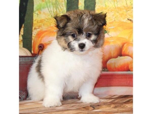 [#29232] White / Gold Female Bichon Frise/Pomeranian Puppies For Sale