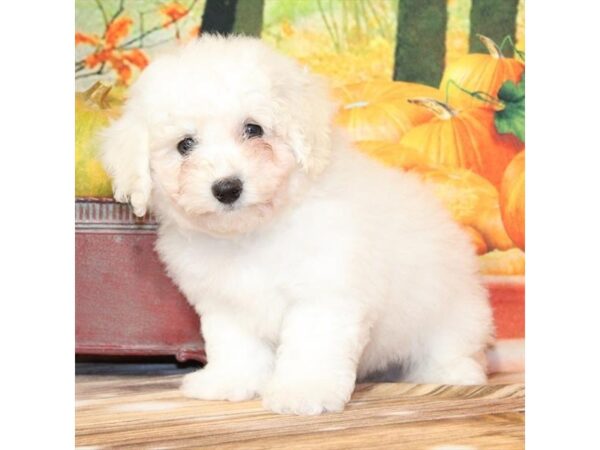 [#29234] White Male Bichon Frise Puppies For Sale