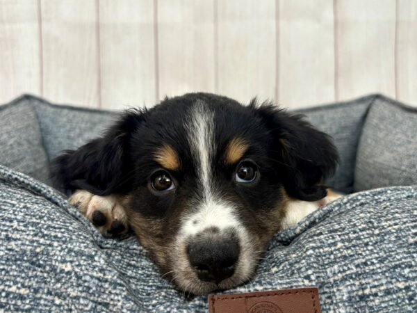 [#29251] Tri-Color Male Minature Australian Shepherd Puppies For Sale