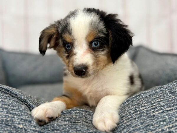 [#29252] Blue Merle Male Minature Australian Shepherd Puppies For Sale
