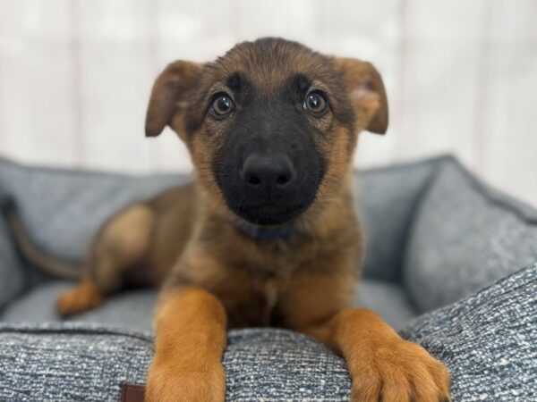 [#29250] Sable Male German Shepherd Dog Puppies For Sale