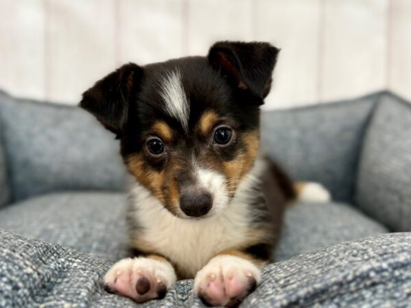 [#29249] Black White and Brown Male Miniature Australian Shepherd/Pembroke Welsh Corgi Puppies For Sale