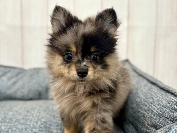 [#29248] Blue Merle Female Pomeranian Puppies For Sale