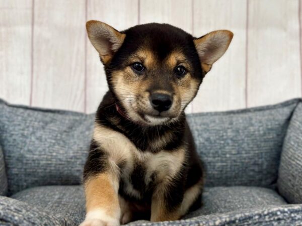 [#29244] Black and Tan Female Shiba Inu Puppies For Sale