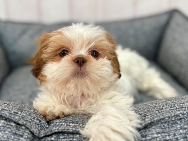 [#29242] Liver and White Female Shih Tzu Puppies For Sale