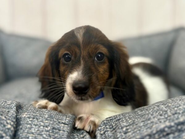 [#29239] Brindle Male Dachshund Puppies For Sale
