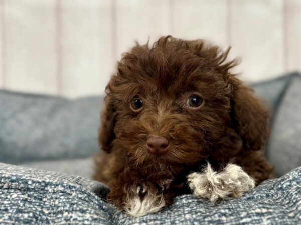 [#29237] Chocolate Female Havanese/Poodle Puppies For Sale