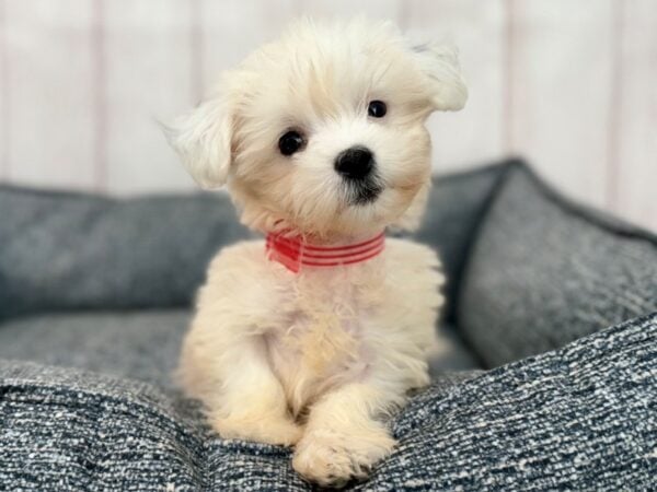 [#29235] White Female Coton De Tulear Puppies For Sale