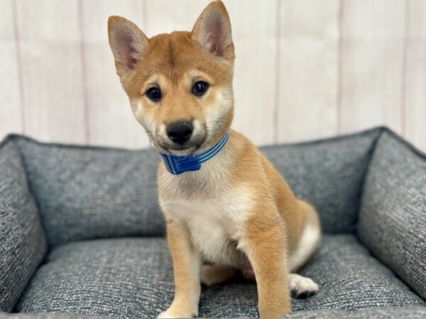 [#29233] Red Sesame Male Shiba Inu Puppies For Sale