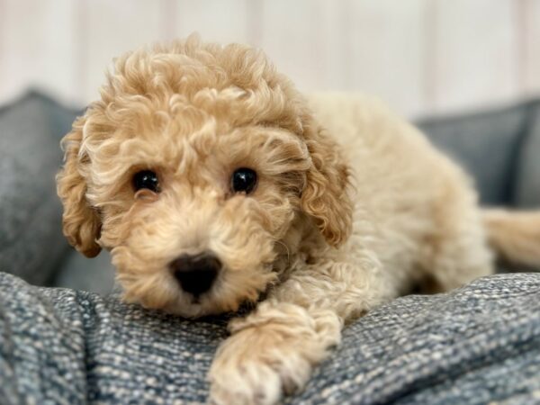 [#29231] Apricot Male Bichon Frise/Poodle Puppies For Sale