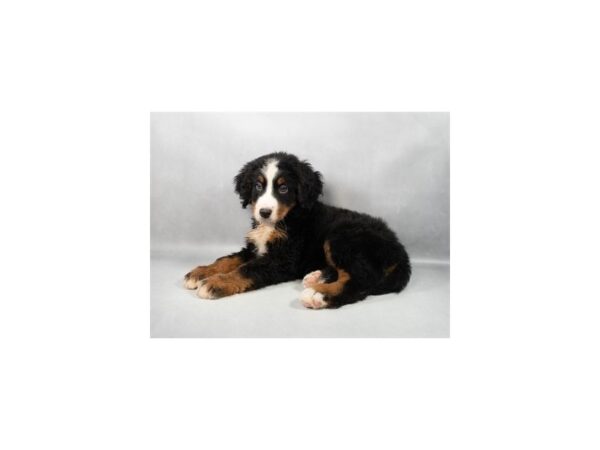 [#29258] Black Rust and White Male Bernese Mountain Dog Puppies For Sale