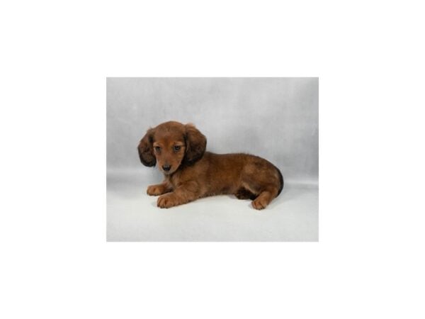 [#29261] Red Female Dachshund Puppies For Sale