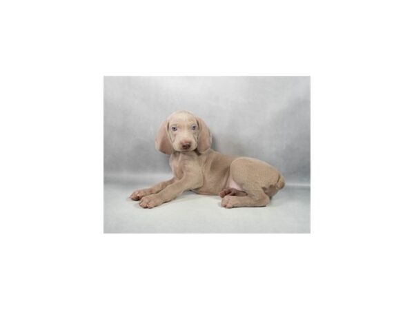 [#29262] Silver Grey Male Weimaraner Puppies For Sale