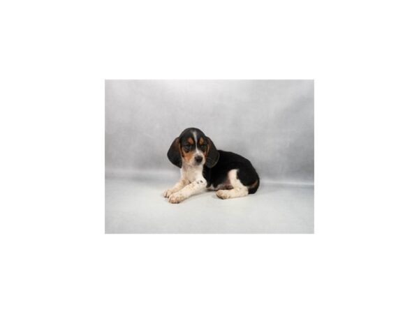 [#29263] Black White and Tan Male Beagle Puppies For Sale