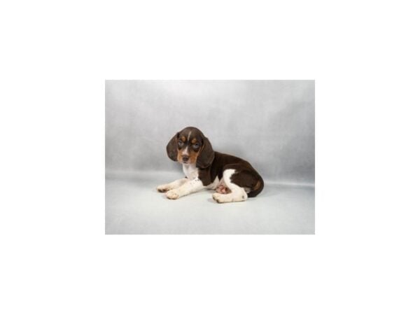 [#29264] Brown White and Tan Male Beagle Puppies For Sale