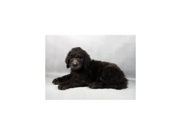 [#29267] Black Male F1B Goldendoodle Puppies For Sale