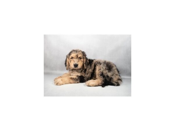 [#29268] Merle Male F1B Goldendoodle Puppies For Sale