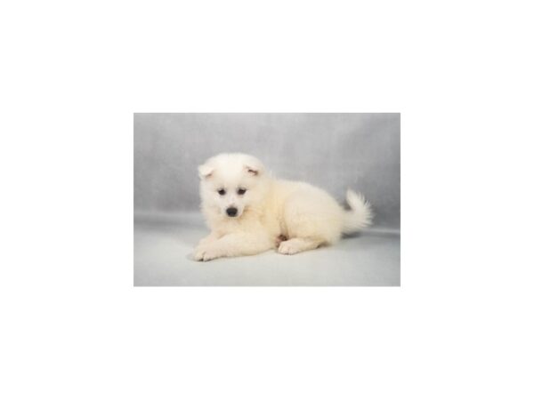 [#29269] White Female American Eskimo Dog Puppies For Sale