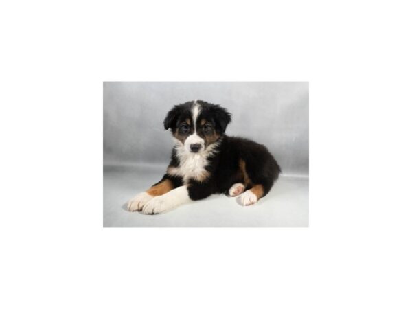 [#29270] Black White and Tan Female Australian Shepherd Puppies For Sale