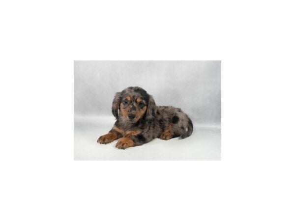 [#29271] Black and Silver Dapple Male Dachshund Puppies For Sale