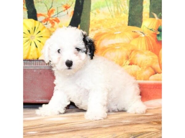 [#29272] White / Black Female Poodle Puppies For Sale
