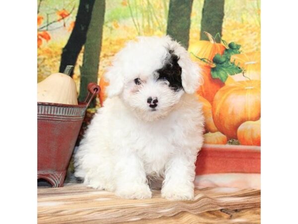 [#29273] White / Black Male Poodle Puppies For Sale