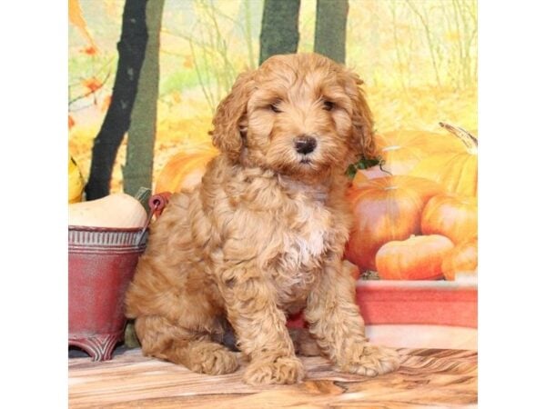 [#29275] Red Female F1B Mini Goldendoodle Puppies For Sale