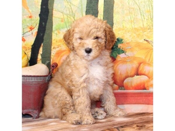 [#29276] Red Female F1B Mini Goldendoodle Puppies For Sale
