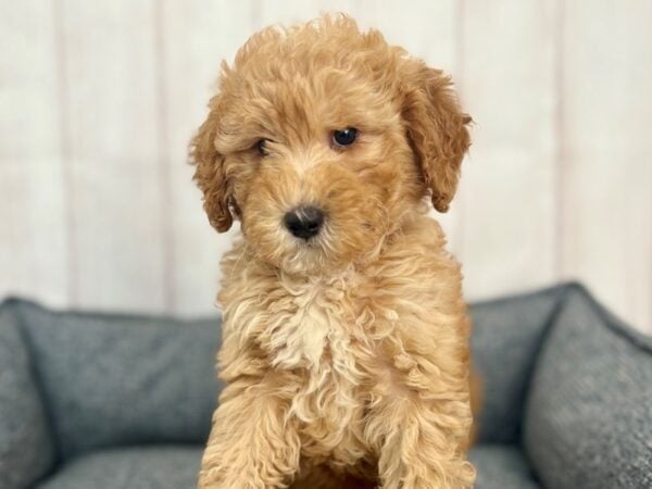[#29276] Red Female F1B Mini Goldendoodle Puppies For Sale