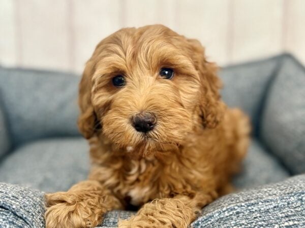 [#29275] Red Female F1B Mini Goldendoodle Puppies For Sale