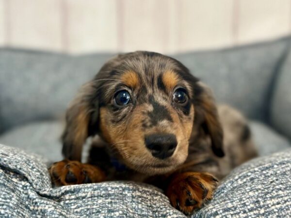 [#29271] Black and Silver Dapple Male Dachshund Puppies For Sale