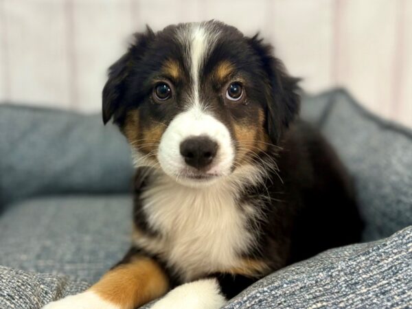 [#29270] Black White and Tan Female Australian Shepherd Puppies For Sale