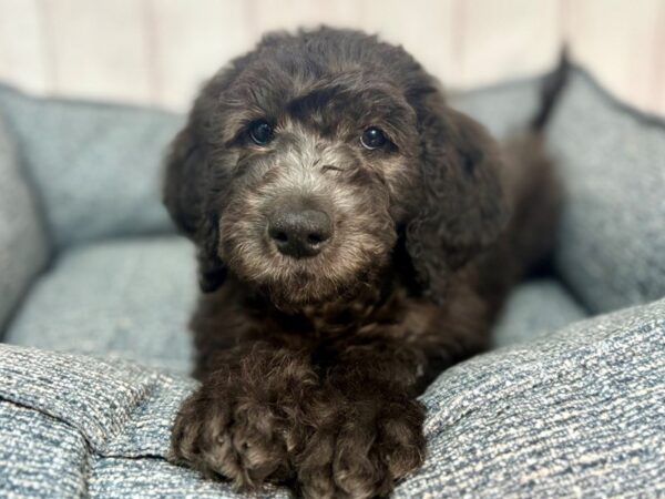 [#29267] Black Male F1B Goldendoodle Puppies For Sale