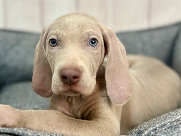 [#29262] Silver Grey Male Weimaraner Puppies For Sale