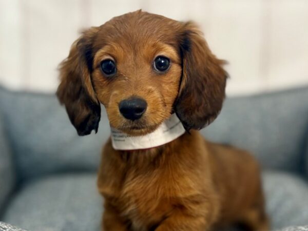 [#29261] Red Female Dachshund Puppies For Sale