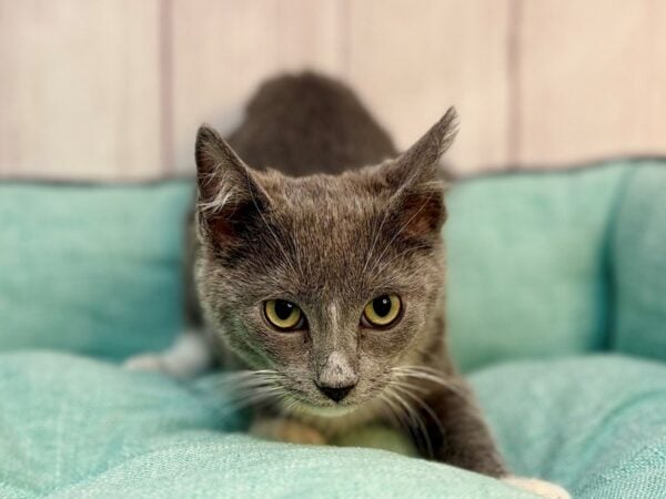 [#29255] Blue/White Male British Shorthair Kittens For Sale
