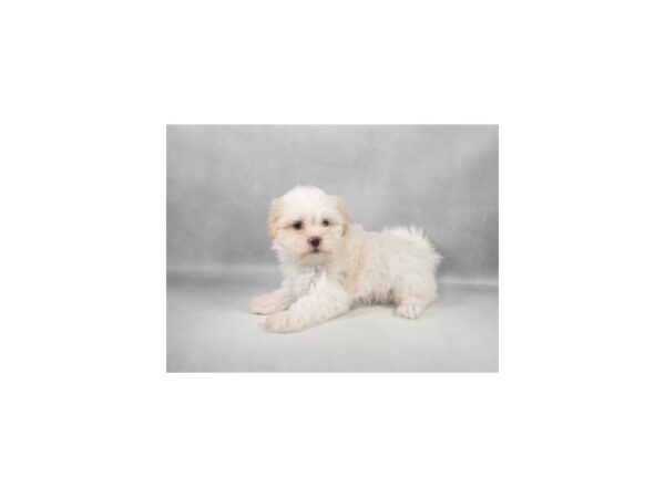 [#29281] White and Apricot Female Maltese/Shih Tzu Puppies For Sale