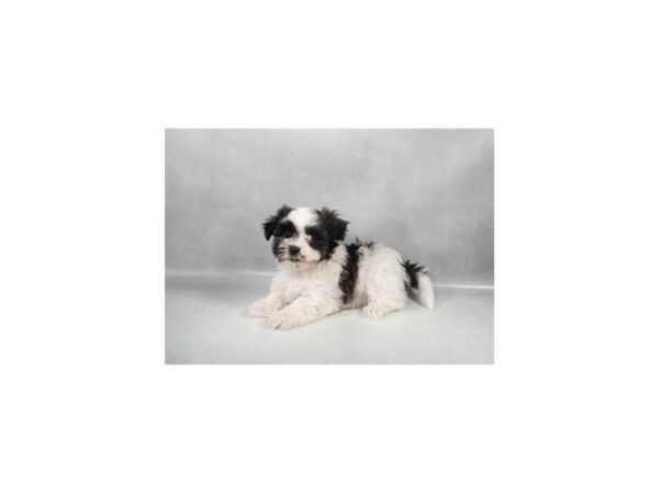 [#29282] Blue and White Female Maltese/Shih Tzu Puppies For Sale