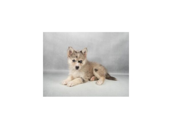 [#29283] Blue Merle Female F2 Pomsky Puppies For Sale