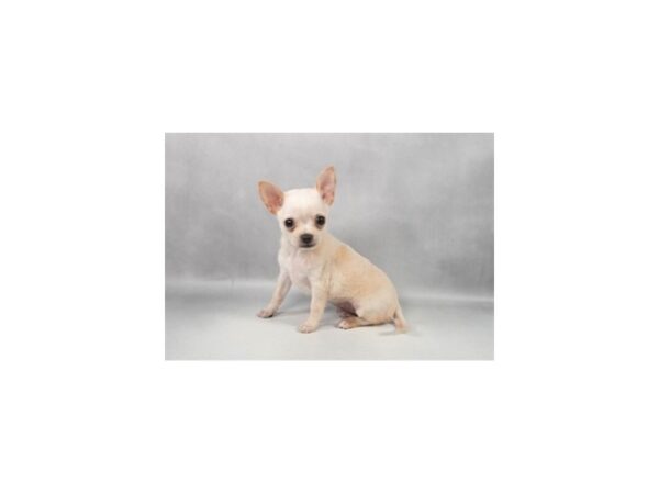 [#29284] Cream Male Chihuahua Puppies For Sale