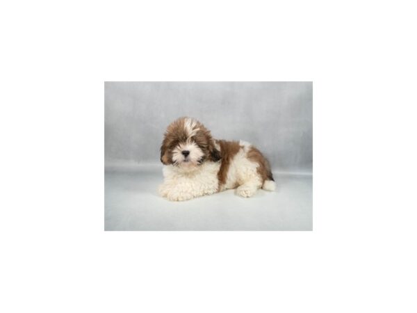 [#29285] Red Gold Male Lhasa Apso Puppies For Sale