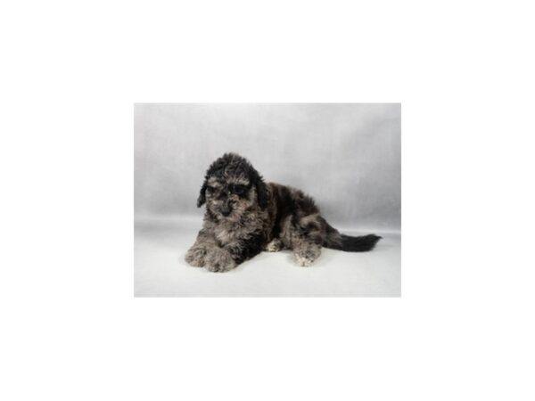 [#29286] Blue Merle Male Bichon Frise/Poodle Puppies For Sale