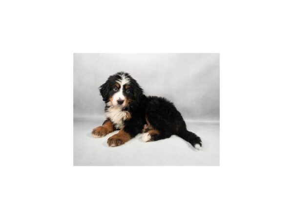 [#29287] Black Rust and White Male Bernese Mountain Dog Puppies For Sale