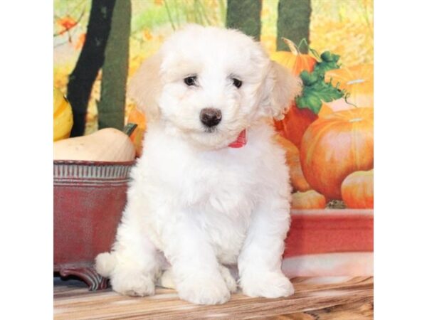 [#29289] White / Cream Female Bichon Frise/Poodle Puppies For Sale