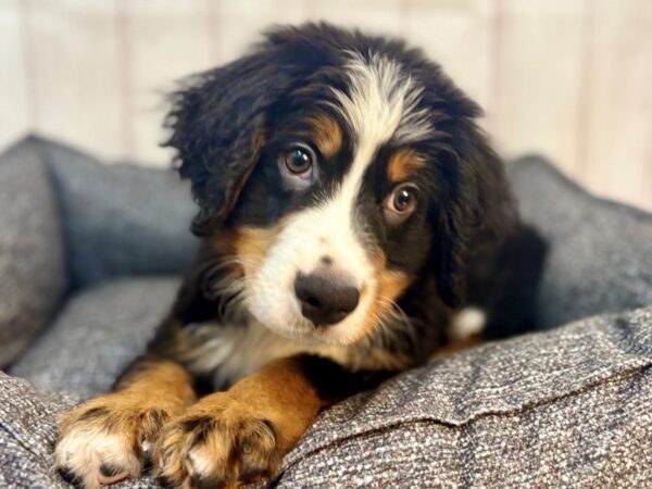 [#29287] Black Rust and White Male Bernese Mountain Dog Puppies For Sale