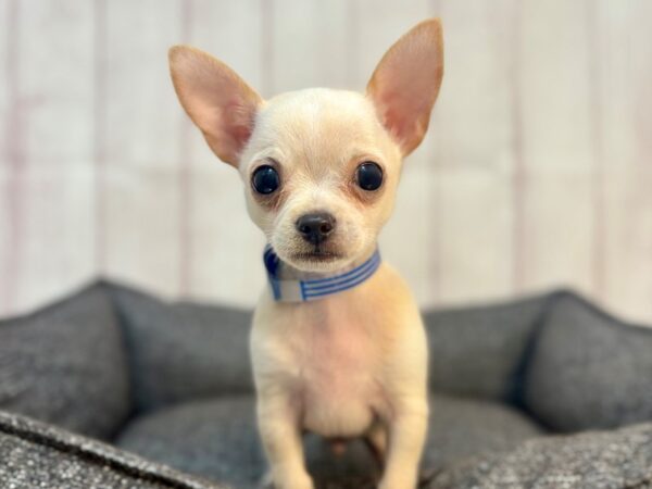 [#29284] Cream Male Chihuahua Puppies For Sale