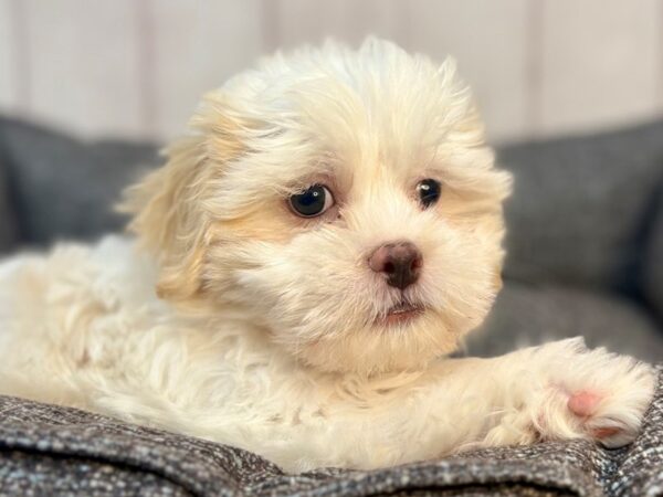 [#29281] White and Apricot Female Maltese/Shih Tzu Puppies For Sale